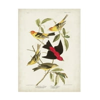 John James Audubon 'Louisiana Tanager' Canvas Art